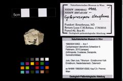 Foto (Objekt + Etikett) von Cycloprosopon stenofrons (Schweitzer & Feldmann, 2010)  (NHMW-GEO-1990-0041-0402)